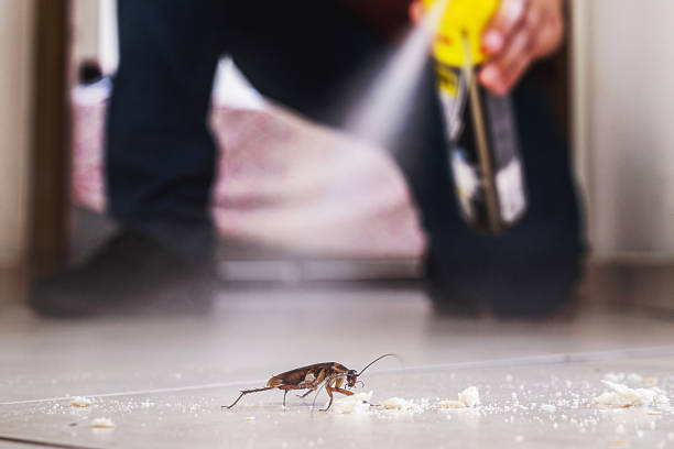 Best Termite Control Services  in East Bakersfield, CA